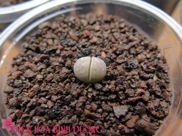 [Image: Tu-tay-trong-hoa-thach-lan-dep-trang-tri...viec-6.jpg]