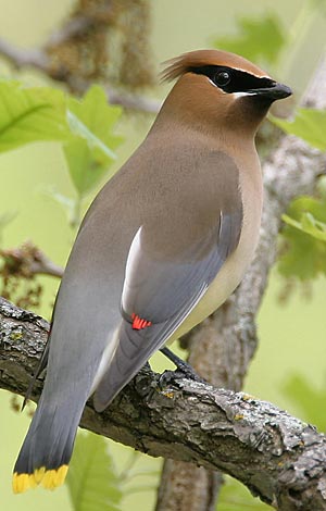 Emew Bird