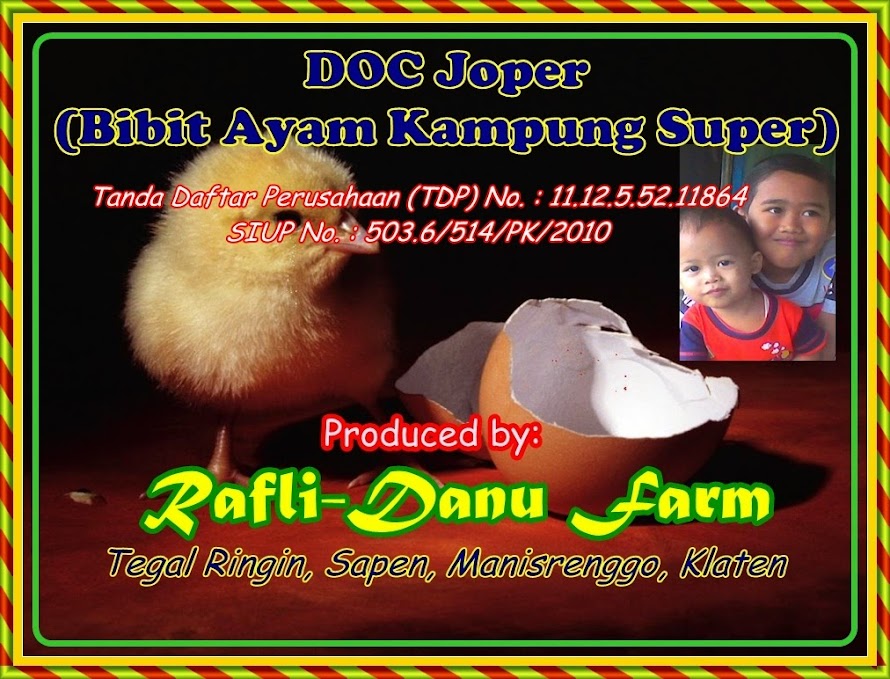 Ayam Kampung Super / Ayam Jawa Super dan bibit ayam (DOC) dari CV. Rafli & Danu's Farm.