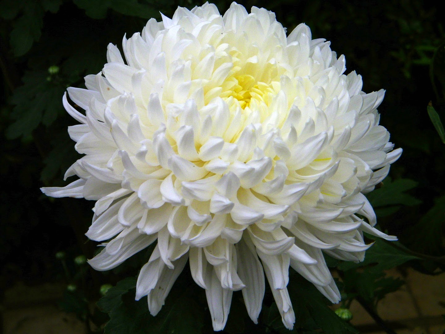 Daruma Chinese Fringe Flower