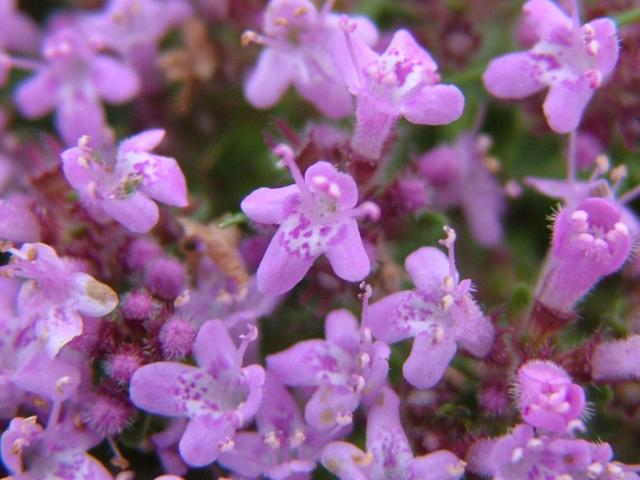 Wild Thyme Flower