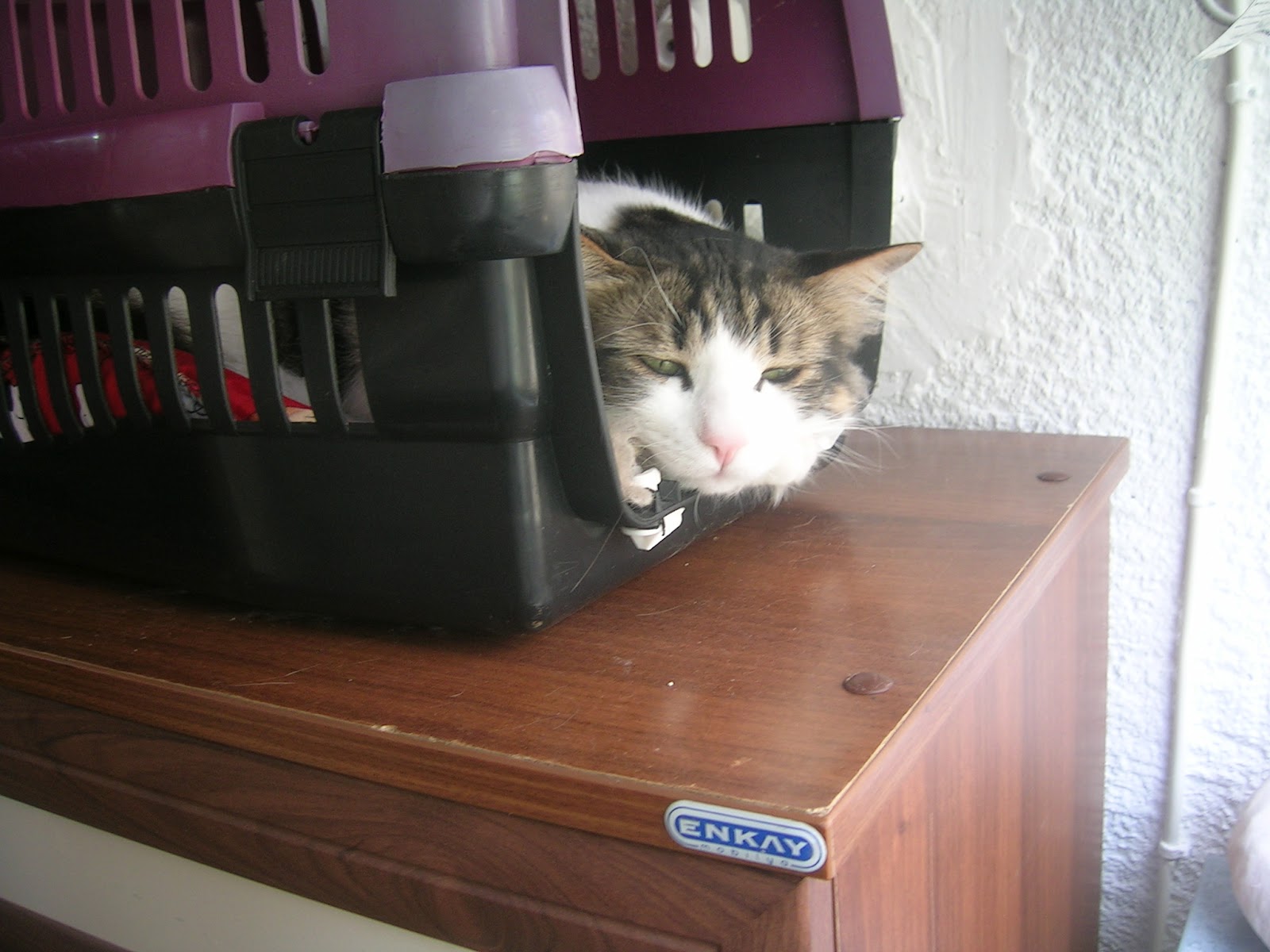 Gül Tasarım Evi Kedi İşgali