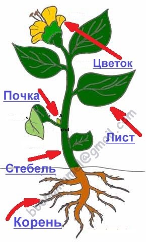Сетевое хранилище для дома своими руками фото 482