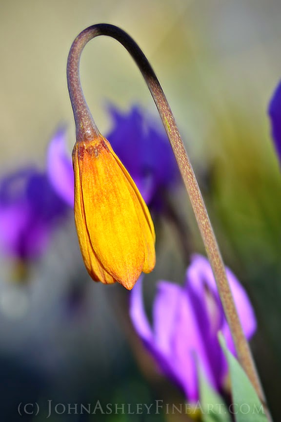 Yellowbells Fritillaria pudica (c) John Ashley Yellowbells Fritillaria pudica (c) John Ashley