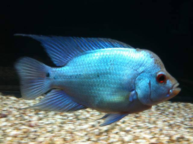 Flowerhorn The Hybrid Cichlids: Thai Silk aka Thaitanium Pic
