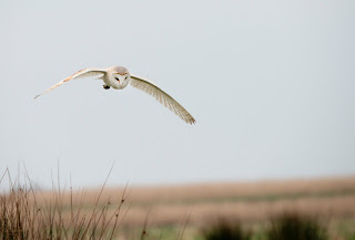 Josh Jaggard, Barn Owl