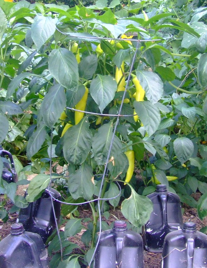 The Full Circle Gardener Plant of the Week Peppers