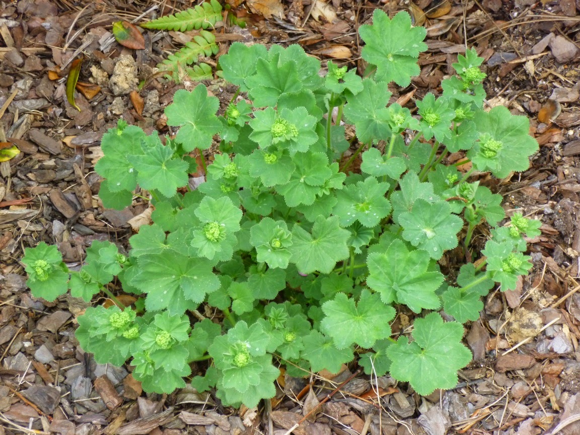 Alchemilla mollis, Lady's Mantle, unhurt by a late freeze, looking bigger and better than ever this year.