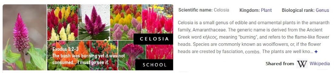 Celosia School