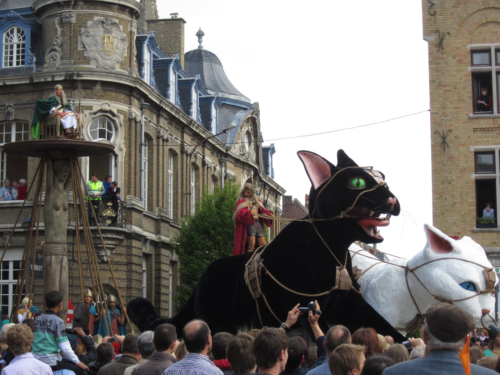 belgium festival of cats