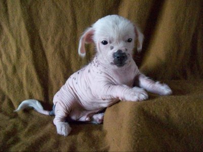 Actualidad veterinaria: PERRO SIN PELO