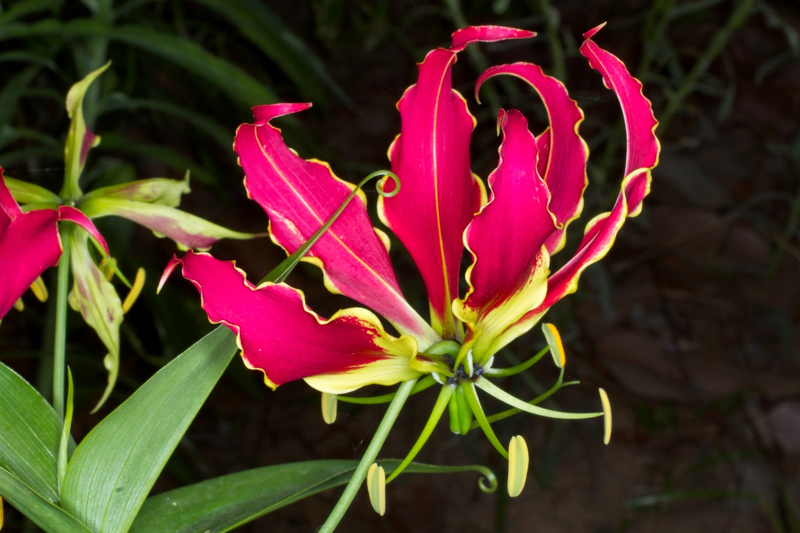 Flowers Gloriosa