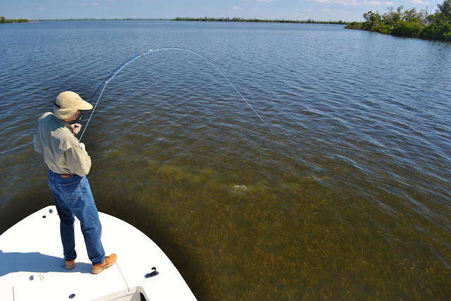 Redfish on Fly in Late Fall