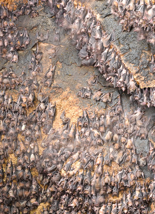 Make It Davao Monfort Bat Cave