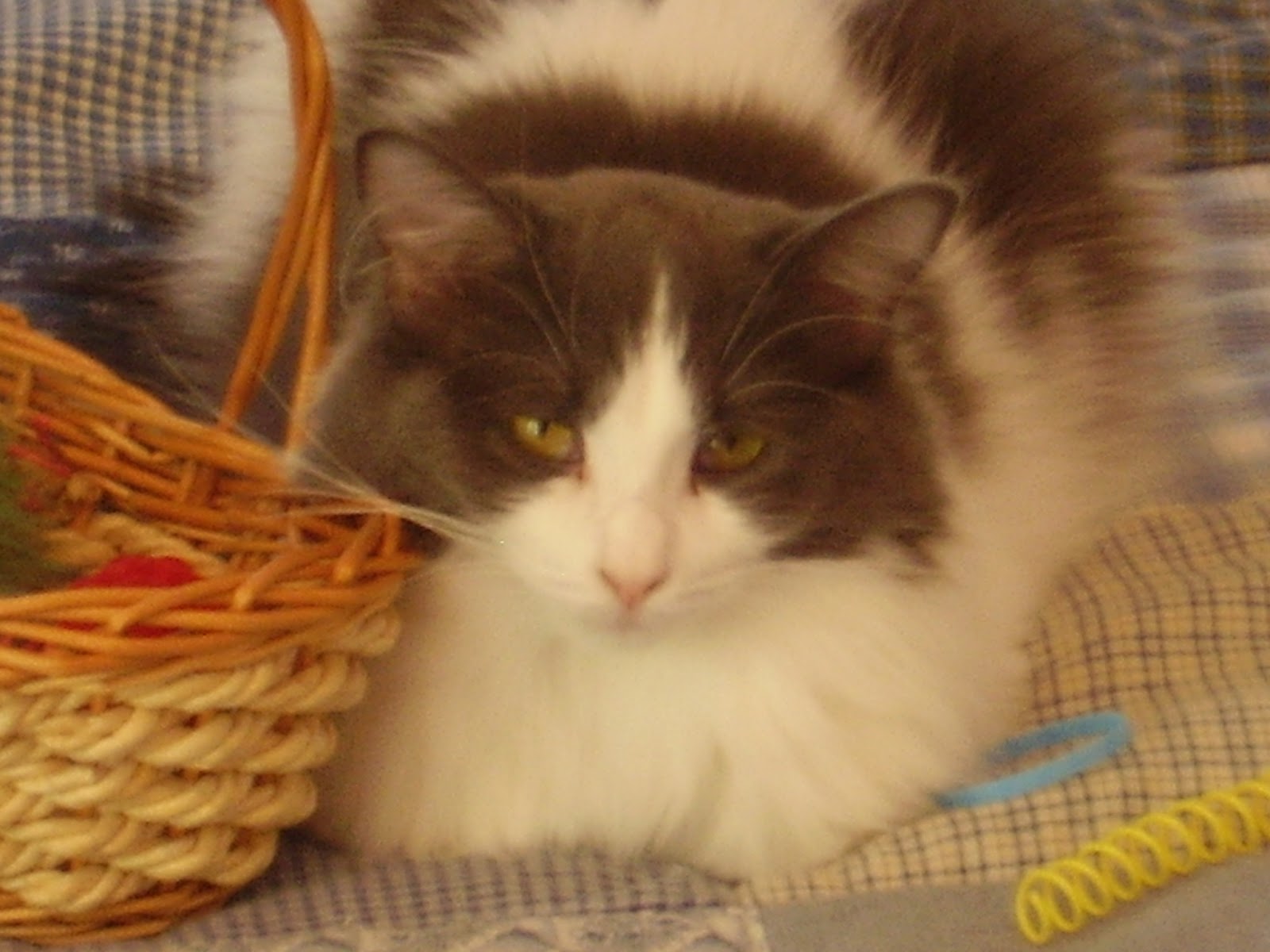 Should I declaw my cat?