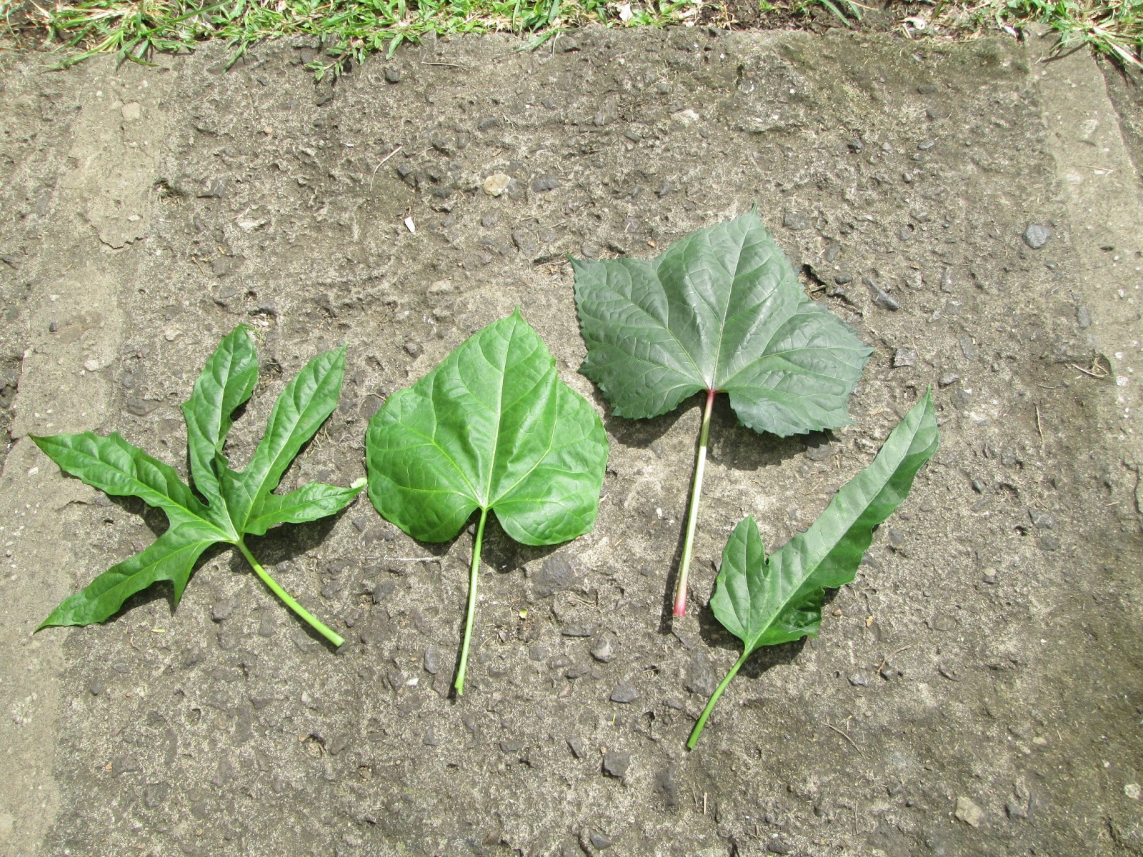 Garden Notes from Hawaii SEARCHING FOR BELE IN FIJI (Abelmoschus manihot)