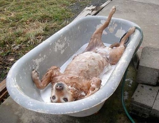 funny-animals-taking-baths-018.jpg