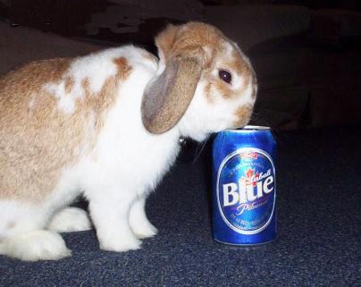 rabbit drunk