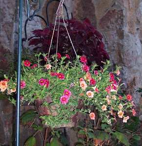 Autumnal Hanging Baskets