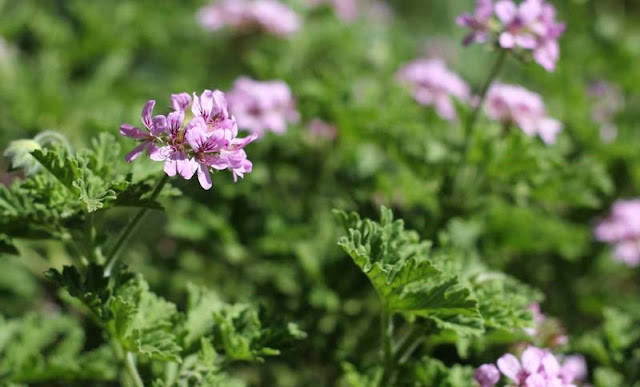 Pelargonium Graveolens Flowers Pictures