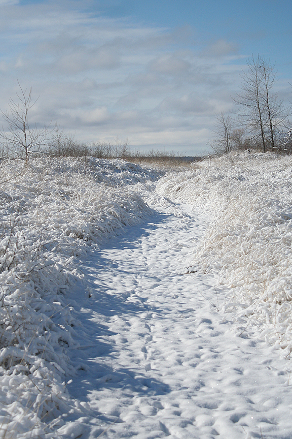 The Rambling Wren Winter Found at Tawas State Park