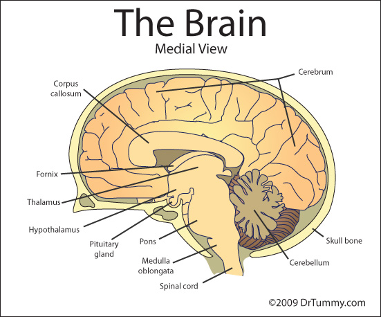 Think Tank Centre: Anatomy of the Brain - Biology SPM Chapter 3