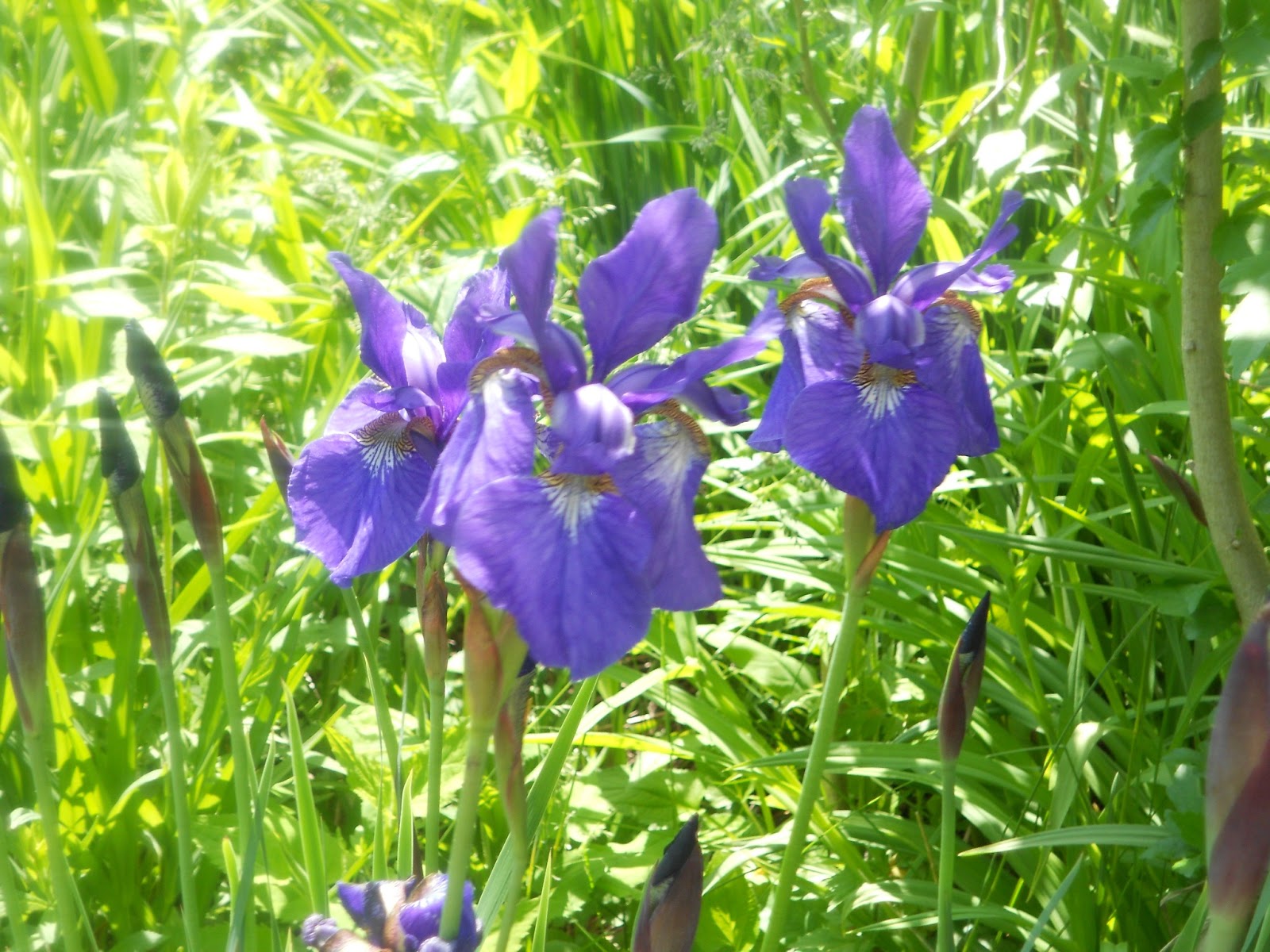 Lara's Lovely Creations Capriland's Herb Farm in Coventry,CT