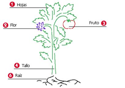 Dibujos de plantas con sus partes para colorear - Imagui