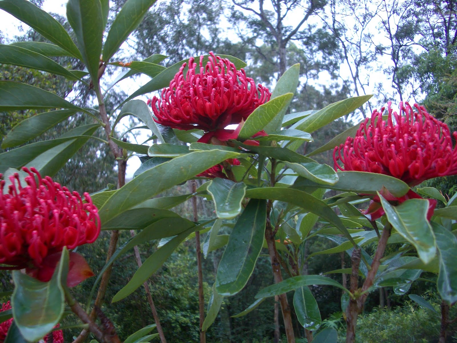 Sydney Australia The Great North Walk Waratah