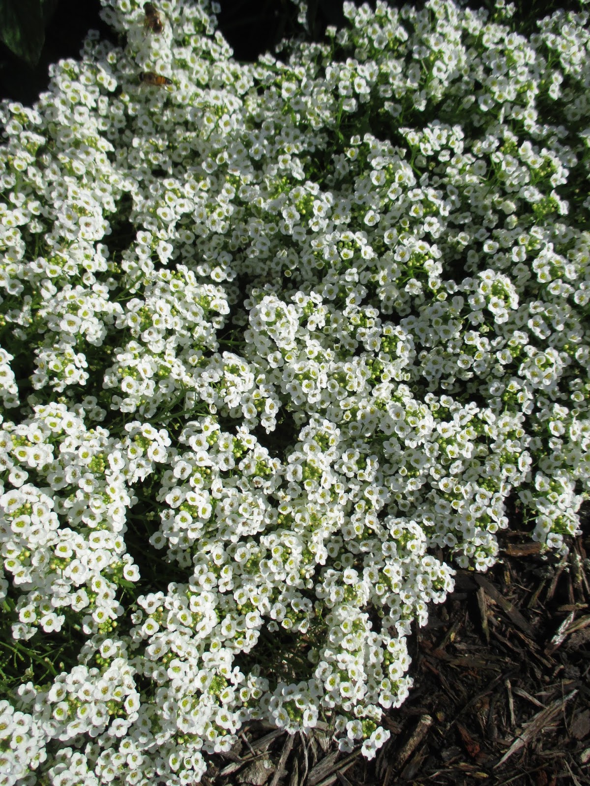 Luma Apiculata Glanleam Gold Variegated Plants Garden Trees