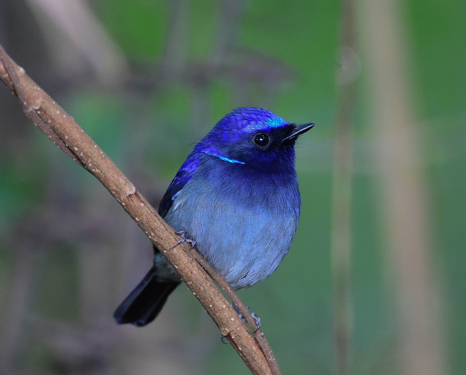 鳥の画像 原寸画像検索
