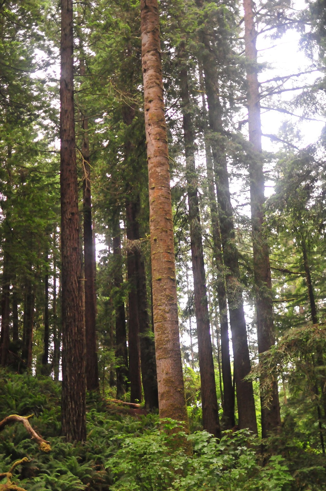 The Swimming Buffalo Arcata/Orick/Redwood National Park, CA