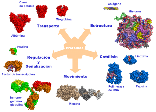 Resultado de imagen de Es muy cierto que la sustancia del organismo vivo siempre se encuentra en movimiento