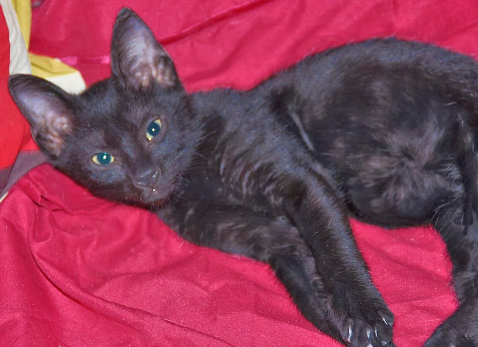 Your Daily Cute Transport Day! 7 Cats Get a 2nd Chance at