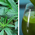 4 Surprising Health Benefits of Juicing Raw Marijuana