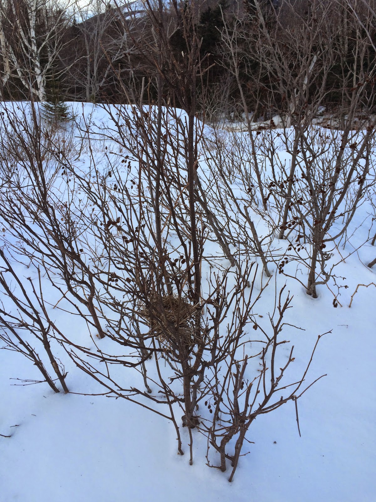 Appalachian Mountain Club Nature Notes Winter Bird Nests