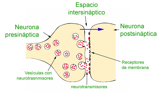 BIOLOGÍA 3º SECUNDARIA: La sinapsis