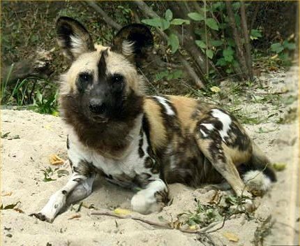 Wild Dogs Hunting