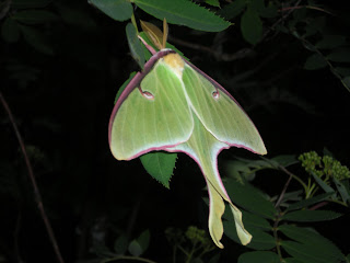 Luna Moth photo, https://huismanconcepts.com/, works of art, woodcarving, custom doors