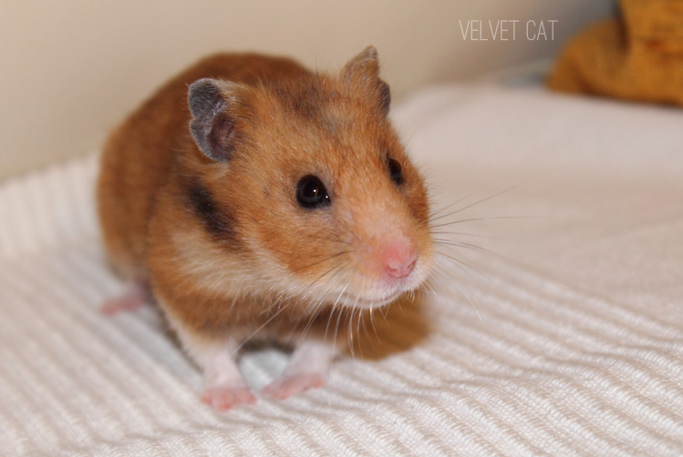 hamster comun fotografia mascotas