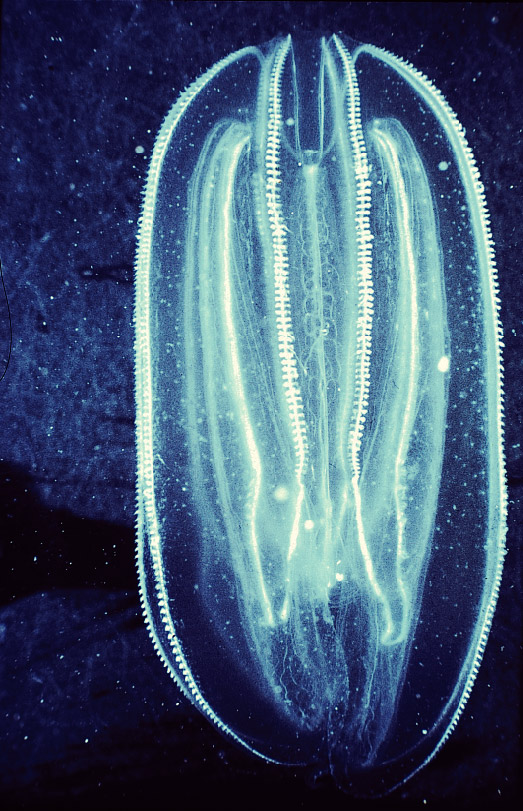 Comb Fish