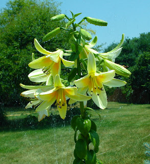 'Majesty' Lilium 'Majesty' Lilium