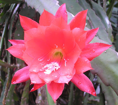 cactus orquídea vermelha