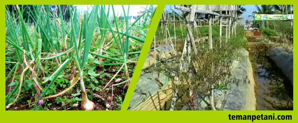 Pengaruh Cuaca Ekstrim Pada Tanaman TEMAN PETANI