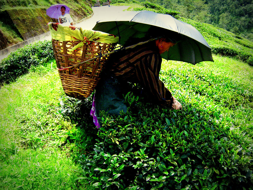 http://4.bp.blogspot.com/-Y6Yw4fhSzw4/T6If30Cij_I/AAAAAAAADp8/RfPpzEyij2A/s1600/1024px-Darjeelingteagardens.jpg
