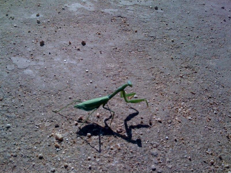 Nature Gardens NHM L.A.'s Urban Nature Praying Mantis