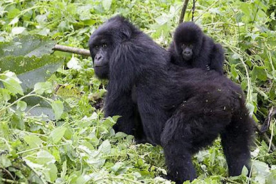 Governo prefere petróleo a manter parque natural mais antigo de África