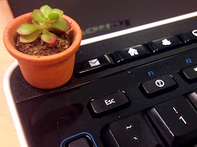 Miniature succulent in a pot on top of a computer keyboard.