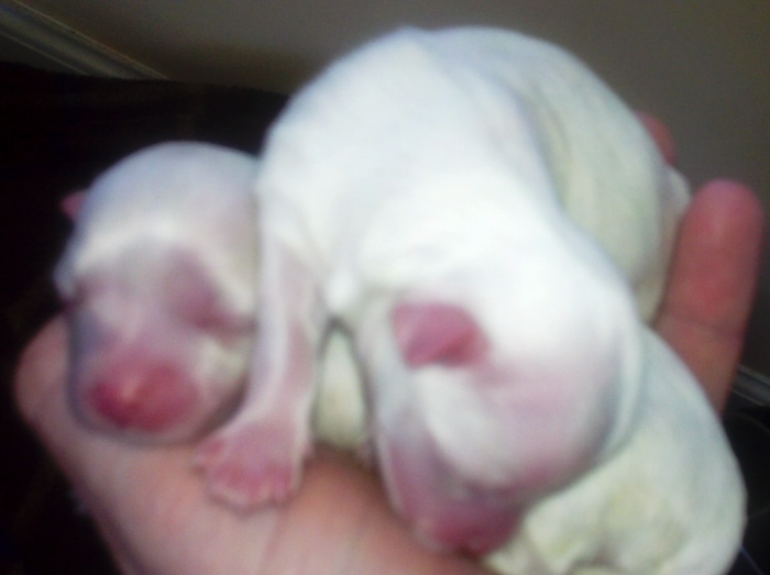 maltese puppies newborn