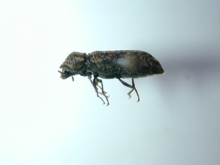 art van furniture Powder Post Beetles